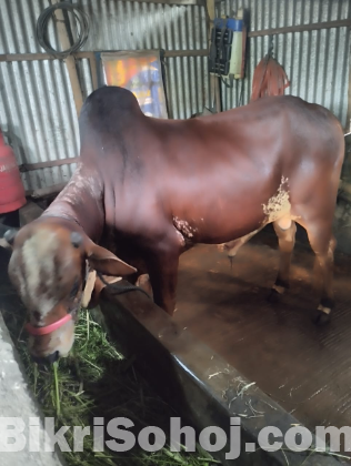 দেশি গরু